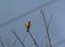 Image of bird Asian golden weaver on the branch