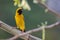 Image of bird Asian golden weaver on the branch on nature back