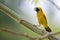 Image of bird Asian golden weaver on the branch on nature back