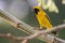 Image of bird Asian golden weaver on the branch on nature back