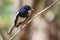 Image of bird on the branch on natural background.