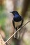 Image of bird on the branch on natural background.