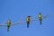 Image of bird on the branch on sky background.