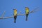 Image of bird on the branch on sky background.