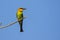 Image of bird on the branch on sky background.