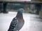 Image of a bird bridge doves. Photo composition