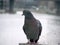 Image of a bird bridge doves. Photo composition