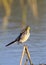 Image of Bird Citrine Wagtail Motacilla citreola