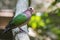 Image of bird Common Emerald Dove on nature background.