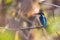 Image of bird Common Kingfisher Alcedo atthis