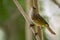 Image of bird Common Tailorbird