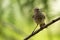 Image of bird Common Tailorbird on the branch.