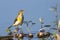Image of Bird Eastern Yellow Wagtail.