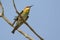 Image of bird Green Bee-eater on the branch.