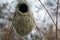 Image of bird nest tree background