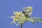 Image of bird Olive-backed sunbird, Yellow-bellied sunbird.