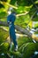 Image of bird perched on a tree branch. Green-billed Malkoha, P