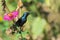 Image of a bird purple sunbird.