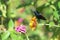 Image of a bird purple sunbird.