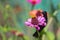 Image of a bird purple sunbird perched on flowers.