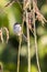 Image of birds on the branch. Wild Animals.