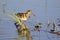 Image of birds are looking for food.