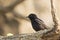 Image of birds perched on the branch. Wild Animals.