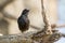 Image of birds perched on the branch. Wild Animals.