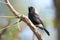 Image of birds perched on the branch. Wild Animals. Pied Bushchat ( Saxicola caprata )