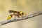 Image of black back mud-wasp on dry branch on natural background. Insect. Animal