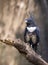 Image of black baza bird Aviceda leuphotes on a tree branch on nature background. Animals