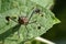 Image of black bughemiptera on a green leaf. Insect.