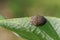 Image of black bughemiptera on a green leaf. Insect.