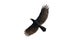 Image of black crow flying on white background.