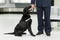 Image of a black dog for detecting drugs at the airport standing near the customs guard