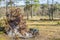 Image of a black dog near the roots of a fallen tree in the middle of the forest