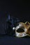 Image of black elegant venetian mask on glitter background