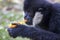 Image of black gibbon White-Cheeked Gibbon eating food.