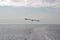 Image of a black-and-white Seagull hovering over the ship`s Wake