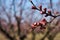 Image of blooming apple trees in the garden.