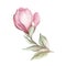 Image of blooming magnolia branch. Watercolor illustration.