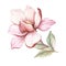 Image of blooming magnolia branch. Watercolor illustration.