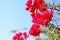 image of blooming red ougainvillea flowers.
