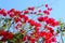 image of blooming red ougainvillea flowers.