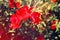 image of blooming red ougainvillea flowers.