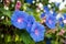 Image of a Blue flower of Morning Glory Ipomoea in the garden