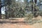 Image of blue gum trees. Evergreen blue gum trees