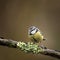 Image of Blue Tit bird Cyanistes Caeruleus on branich in Spring sunshine and rain in garden