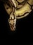 Image of a boa on black background. Reptile. Wild Animals