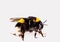 Image of Bombus Latreille, a genus of imenoptera insects of the Apidae family, commonly known as bumblebees. It is the only genus
